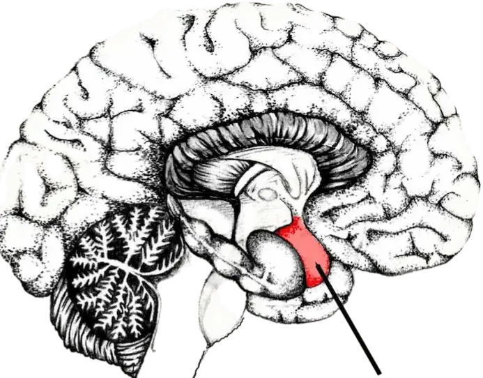 Digram of the brain showing the amygdala